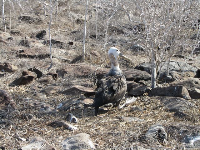 618x457 pixels (131K)