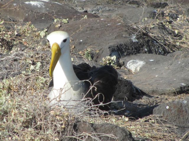 618x454 pixels (97K)