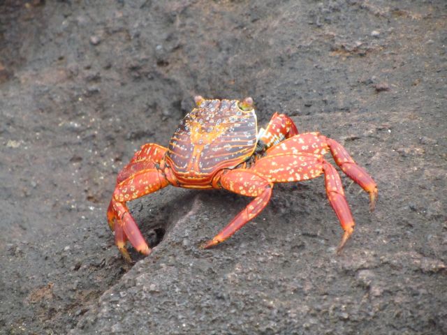 618x457 pixels (80K)