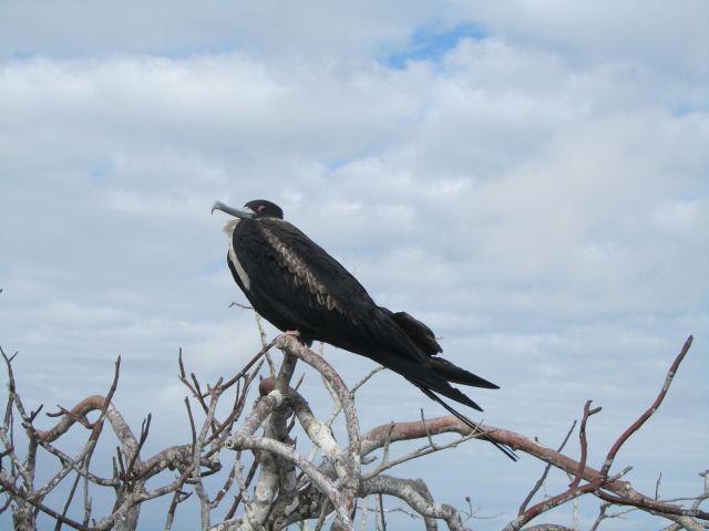 618x457 pixels (51K)