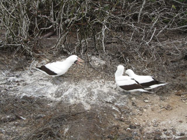 618x457 pixels (117K)