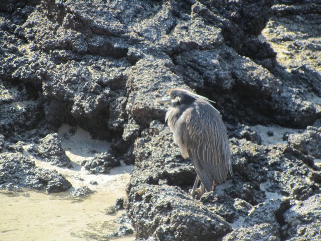 618x457 pixels (101K)