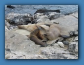 Day 2 - 29 Dec 2011 South Plaza and Santa Fe Islands.
Sea lions blocking our landing on South Plaza Island.