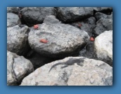 Marine iguanas and crabs.