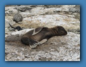 Sea lion pup sun bathing.