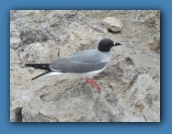 Swallow-tailed gull
