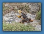 Land iguana - South Plaza Island