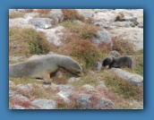 Sea lion mother and pup