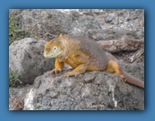 Land iguana