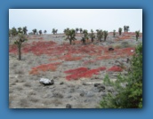 Prickly pear cacti  trees on the hillside of South Plaza Island.