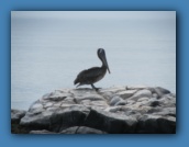 Brown pelican