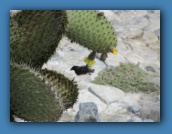 Cactus finch doing his thing.