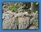 Land iguana