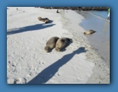 Afternoon on Santa Fe Island.
Sea lions rule the beach.