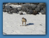 This young Galapagos hawk playing with a stick to develop skills.