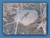 A lava lizard.