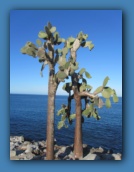 Prickly pear cactus trees.