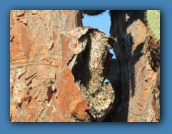 A broken branch of a prickly pear tree.
They are hollow with a mesh to hold water.
