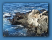 Crabs on the rocks.