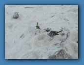 Two Hood Mockingbirds.
See this <a href="movies/MVI_1656_x264.mp4">video</a> for typical beach action.