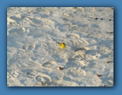 Yellow Warbler.