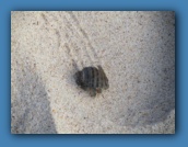 Hermit crab strolling the beach.