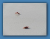 Crabs on the beach.