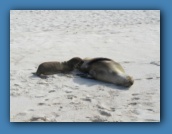 Sea lion pup nursing.