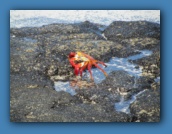 The crabs are really colorfull.