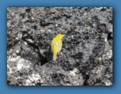 Lots of Yellow Warblers.