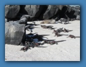 More Marine Iguanas.