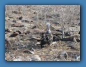 Our first sighting of an immature Waved Albatross.