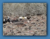 These were performing the courtship dance.
Here you can see a <a href="movies/MVI_1710_x264.mp4">video</a> I took of it.