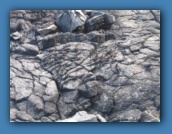 Marine Iguanas warming up on the cliffs.