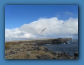 Waved Albatross soaring above the cliffs.
This is called "the airport".