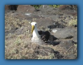 Waved Albatross - these birds have a 7 foot wingspan.
Espanola Island is their primary breeding ground.