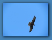 A Galapagos Hawk was also here.