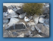 A Nazca Booby on a nest.