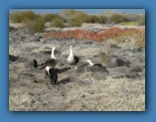 More Waved Albatross.