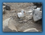 A Nazca Booby with one egg.
A second egg will be laid. When they hatch,
the strongest will cast out the other.
This is known as siblicide.