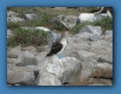 Another Blue Footed Booby.