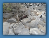 Marine Iguana.