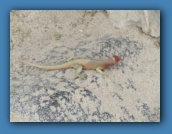 Lava Lizard.
