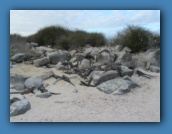 Marine Iguanas hanging out.