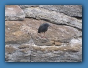 A Lava Heron seen while landing at Punta Cormorant.