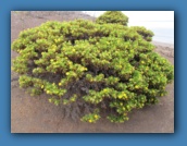 All of the flowers on the islands are yellow.
There is only one bee native to the islands.