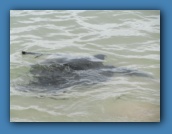 A sea turtle swimming near shore.
