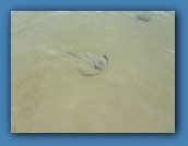 Stingrays near shore.