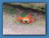 Crabbie is always nearby.
