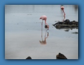 Flamingos